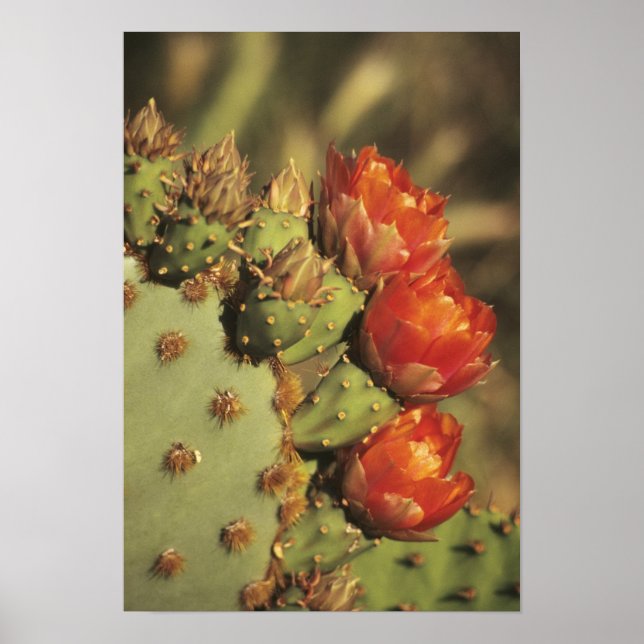 Prickly pear cactus in bloom, Arizona-Sonora 2 Poster (Framsidan)