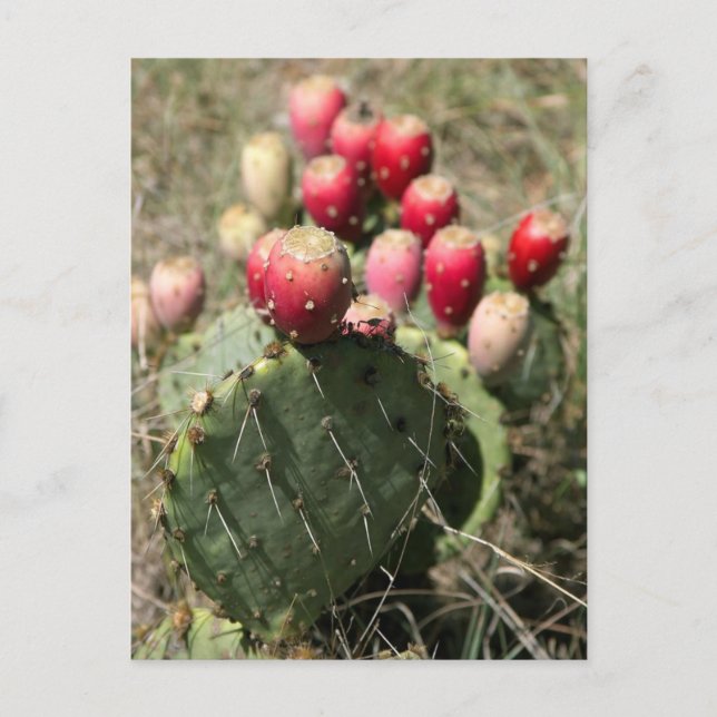 Prickly Pear Cactus in Texas Vykort (Framsida)