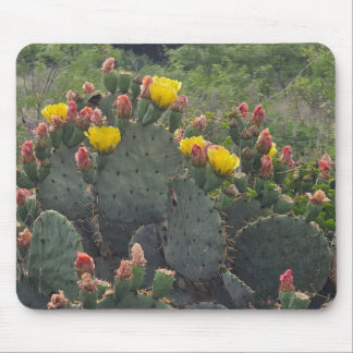 Prickly Pear Cactus Musmatta
