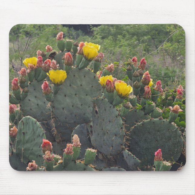 Prickly Pear Cactus Musmatta (Framsidan)