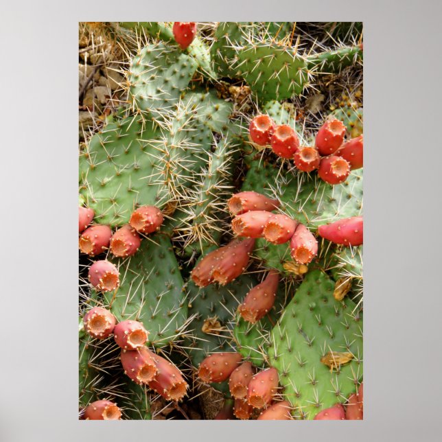 Prickly Pear Cactus Poster (Framsidan)