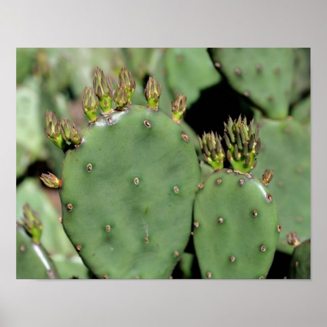 Prickly Pear Cactus Poster (Framsidan)