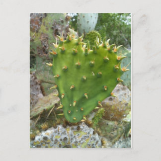 Prickly Pear Cactus Vykort