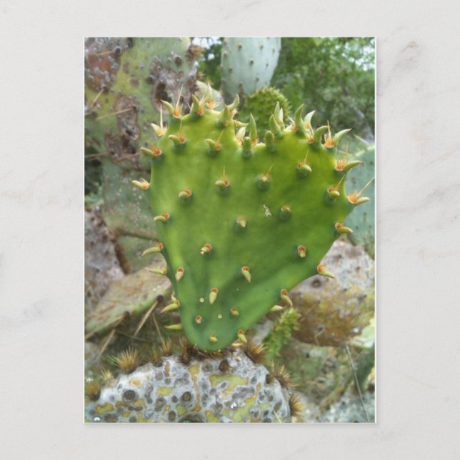 Prickly Pear Cactus Vykort (Framsida)