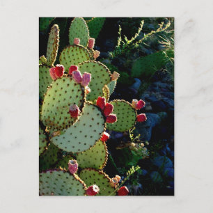 Prickly Pear Cactus Vykort
