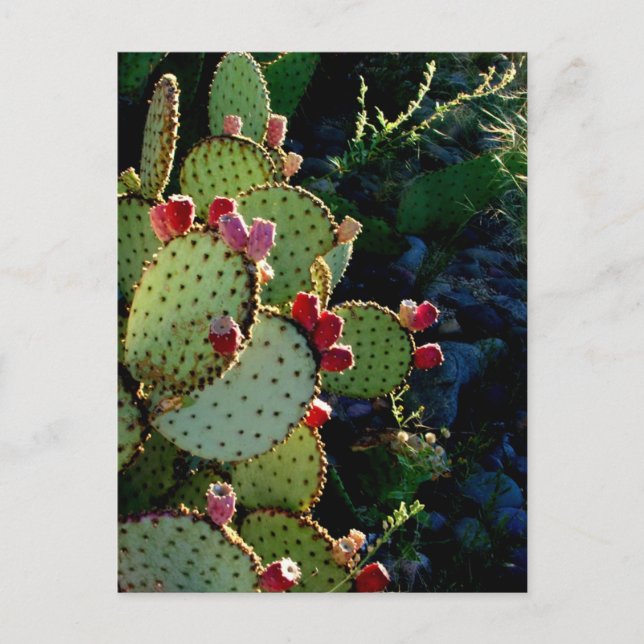 Prickly Pear Cactus Vykort (Framsida)