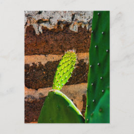 Prickly Pear Mot Baksten Vykort
