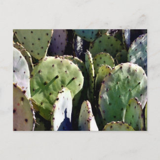 Prickly Pear No. 3 Vykort