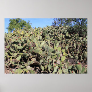 Prickly Pear-presenter Poster