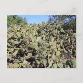Prickly Pear-presenter Vykort