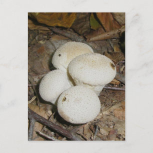 Prickly Puffs Mushroom vykort