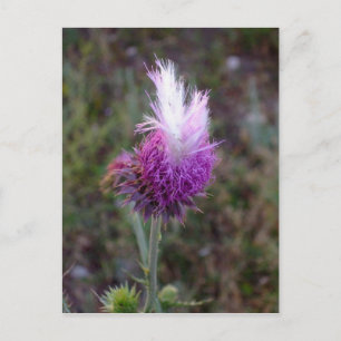 Prickly Punk Vykort