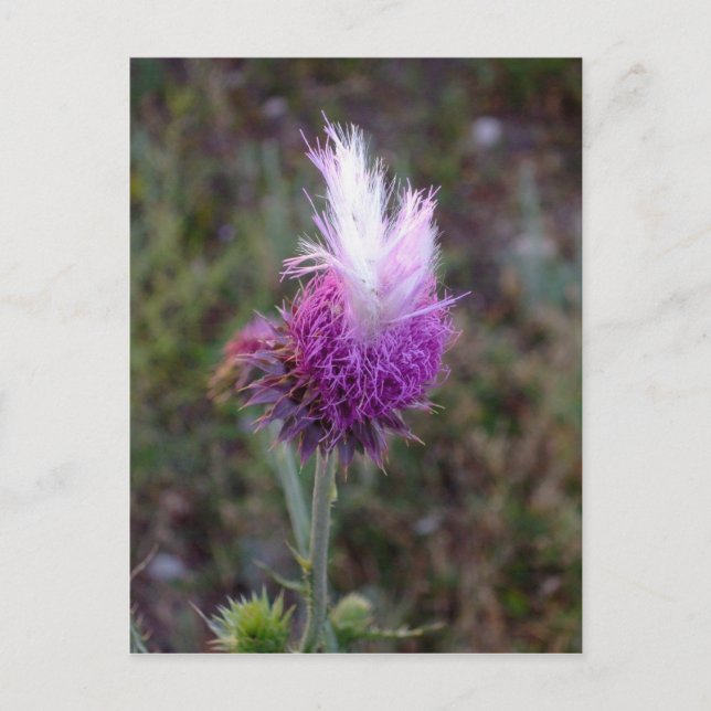 Prickly Punk Vykort (Framsida)