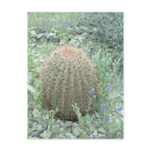 Prickly Rosa Petals Cactus Arizona Photo Postcard