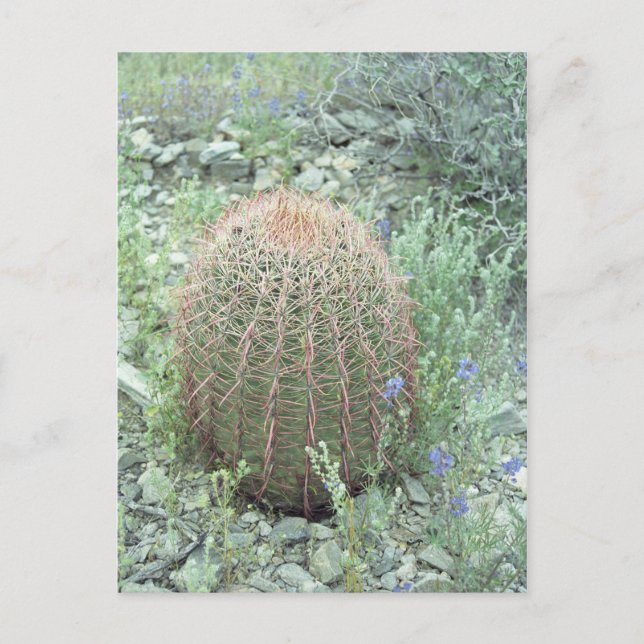 Prickly Rosa Petals Cactus Arizona Photo Postcard Vykort (Framsida)