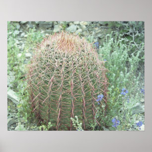 Prickly Rosa Petals Cactus Desert Photo Poster