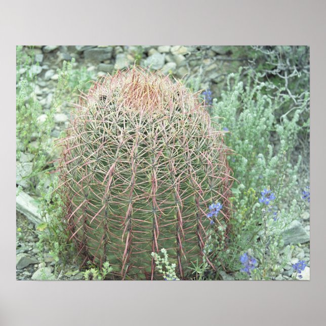 Prickly Rosa Petals Cactus Desert Photo Poster (Framsidan)