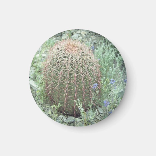 Prickly Rosa Petals Cactus Refrigerator Magnet (Framsidan)