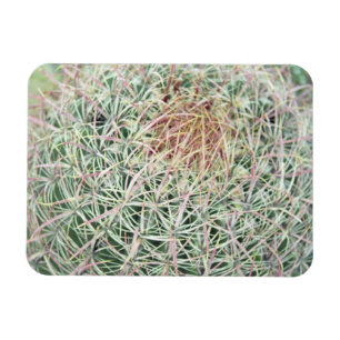 Prickly Rosa Swirl Cactus Decorative Fridge Magnet