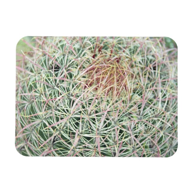 Prickly Rosa Swirl Cactus Decorative Fridge Magnet (Horisontell)