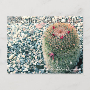 Prickly Ventura Vykort
