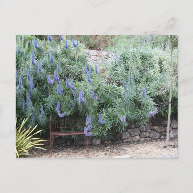 Pride av Madeiras vykort (Framsida)