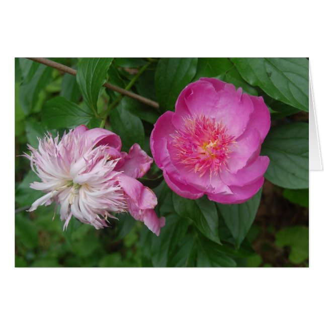 Pride och fördomar hälsningskort (Framsidan Horizontal)