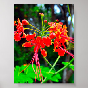 Pride of Barbados Sträckt Canvastryck Poster