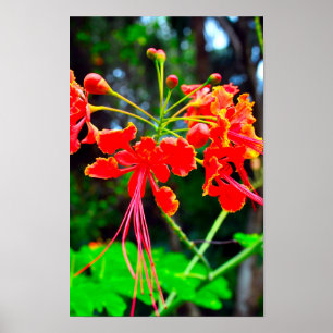 Pride of Barbados Sträckt Canvastryck Poster