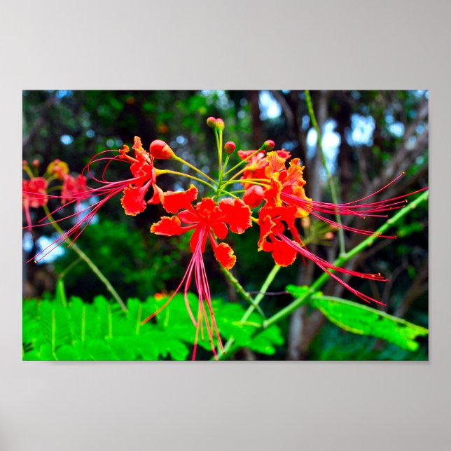 Pride of Barbados Sträckt Canvastryck Poster (Framsidan)