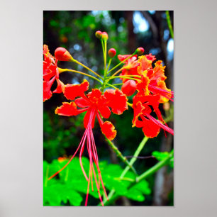 Pride of Barbados Sträckt Canvastryck Poster