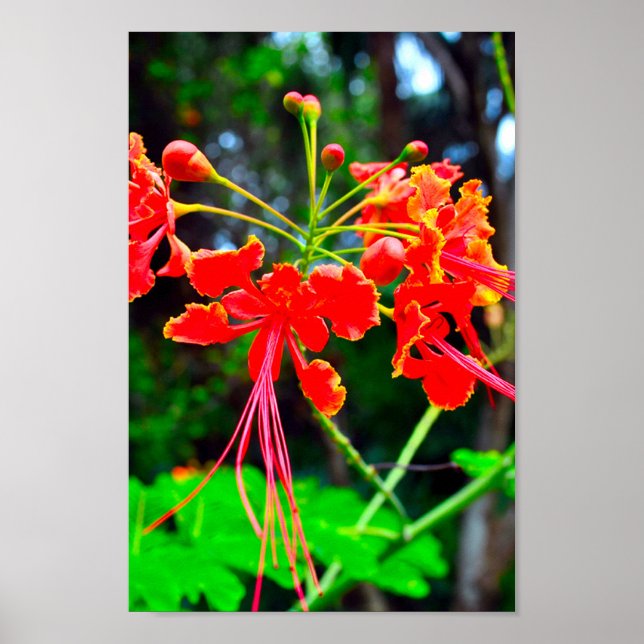 Pride of Barbados Sträckt Canvastryck Poster (Framsidan)