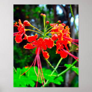 Pride of Barbados Sträckt Canvastryck Poster