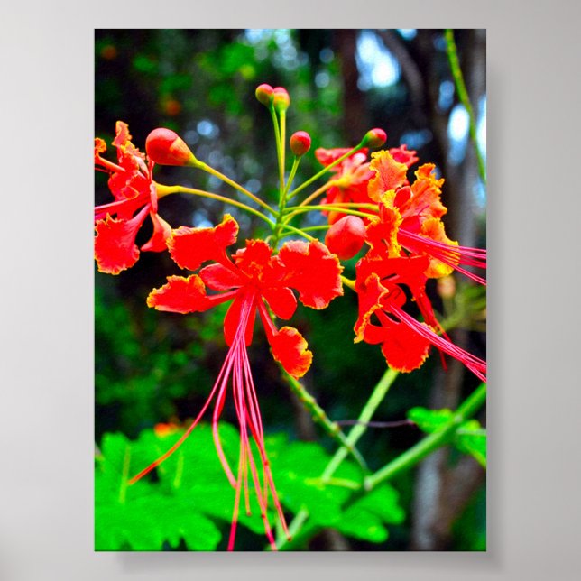 Pride of Barbados Stretched Canvas Print Poster (Framsidan)