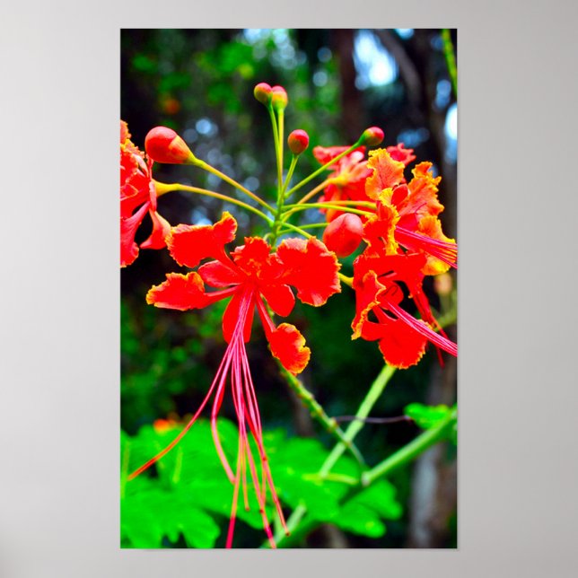 Pride of Barbados Stretched Canvas Print Poster (Framsidan)
