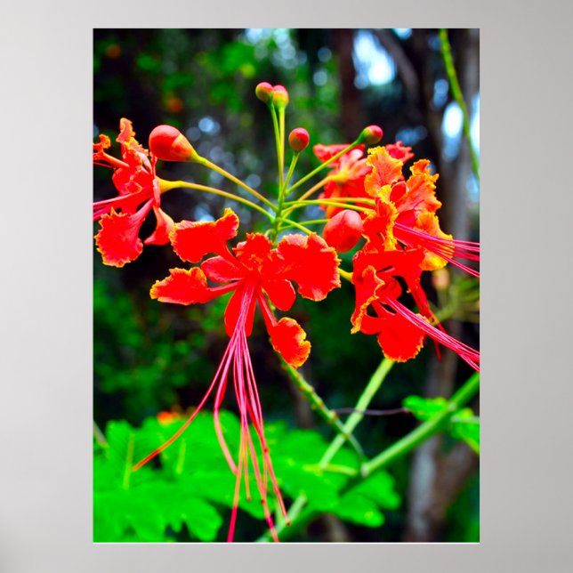 Pride of Barbados Stretched Canvas Print Poster (Framsidan)