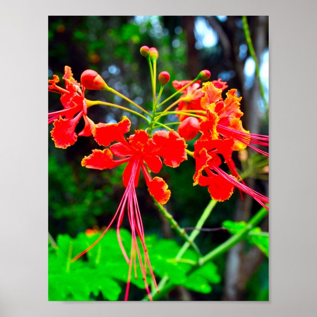 Pride of Barbados Stretched Canvas Print Poster (Framsidan)