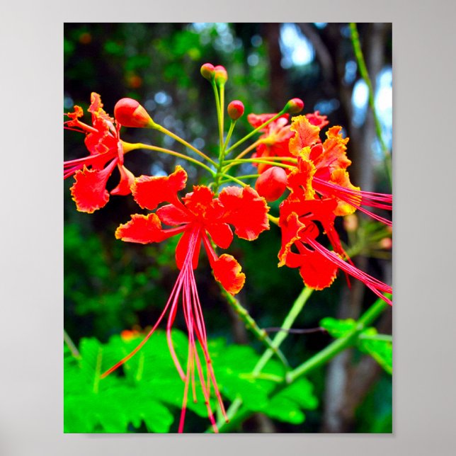 Pride of Barbados Stretched Canvas Print Poster (Framsidan)