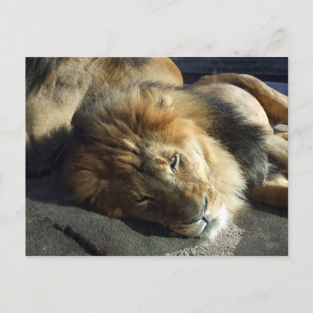 Pride Vykort (Framsida)