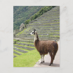 pridet llama vykort