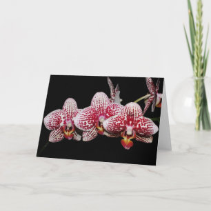 Primaa Orchidälskare Kort