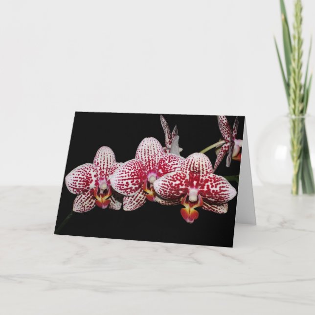 Primaa Orchidälskare Kort (Framsida)