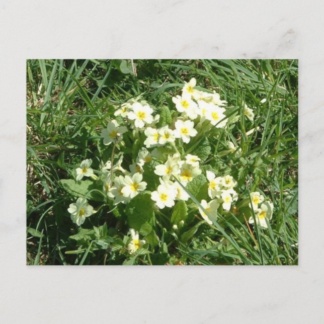Primärerna Vykort (Framsida)
