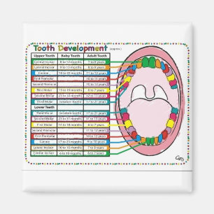 Primärt/vuxet tandutbrottschema magnet