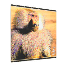 Primatmodeller: Hamadryas baboon 01