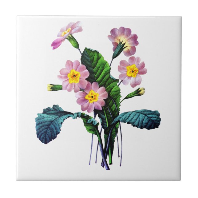 Primevere eller Primroses av Pierre Joseph Redoute Kakelplatta (Framsidan)