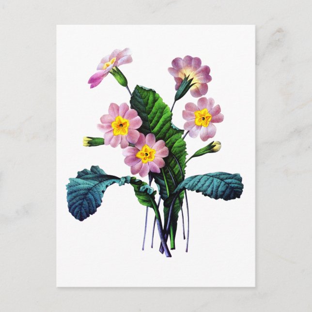 Primevere eller Primroses av Pierre Joseph Redoute Vykort (Framsida)