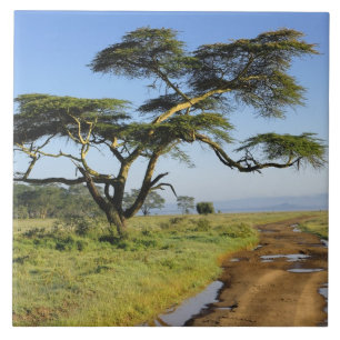 Primitiv grusväg och akacieträd, Lake Nakuru Kakelplatta