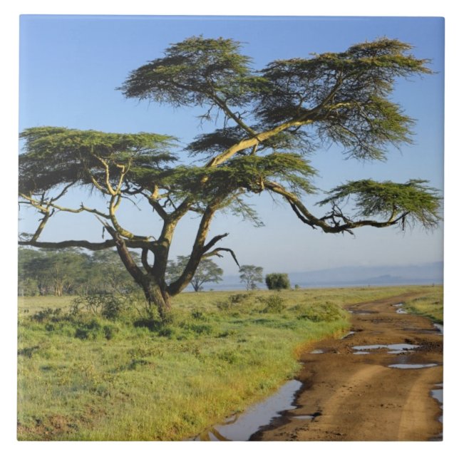 Primitiv grusväg och akacieträd, Lake Nakuru Kakelplatta (Framsidan)