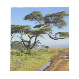 Primitiv jordväg och akacieträd, Lake Nakuru Anteckningsblock